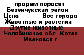 продам поросят .Безенчукский район  › Цена ­ 2 500 - Все города Животные и растения » Другие животные   . Челябинская обл.,Катав-Ивановск г.